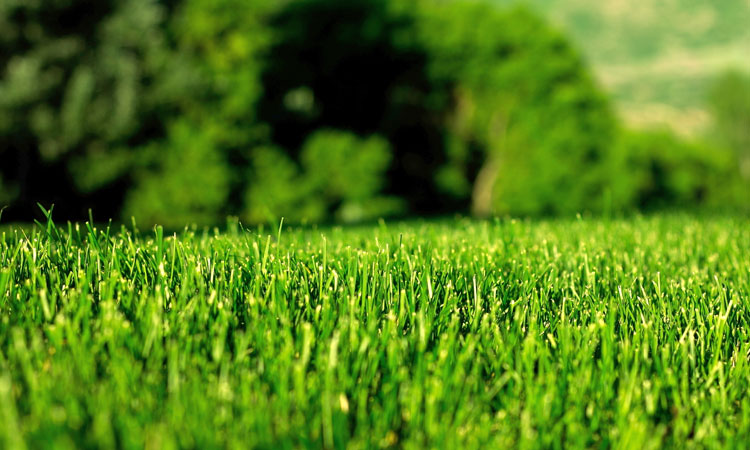 用綠色點(diǎn)綴世界，用生機(jī)感動人心