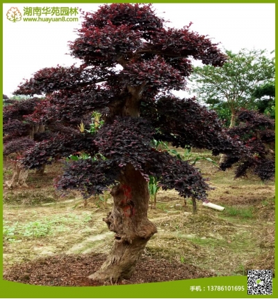 造型紅花檵木樁